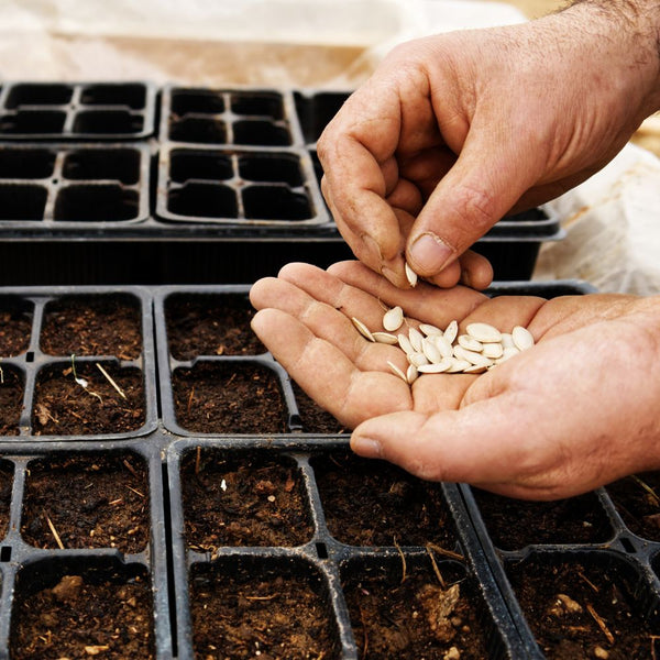 Seeds & Bulbs