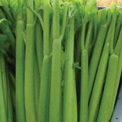 CELERY Seeds, Tall Utah