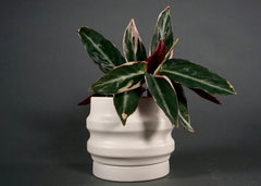 Primera Planters