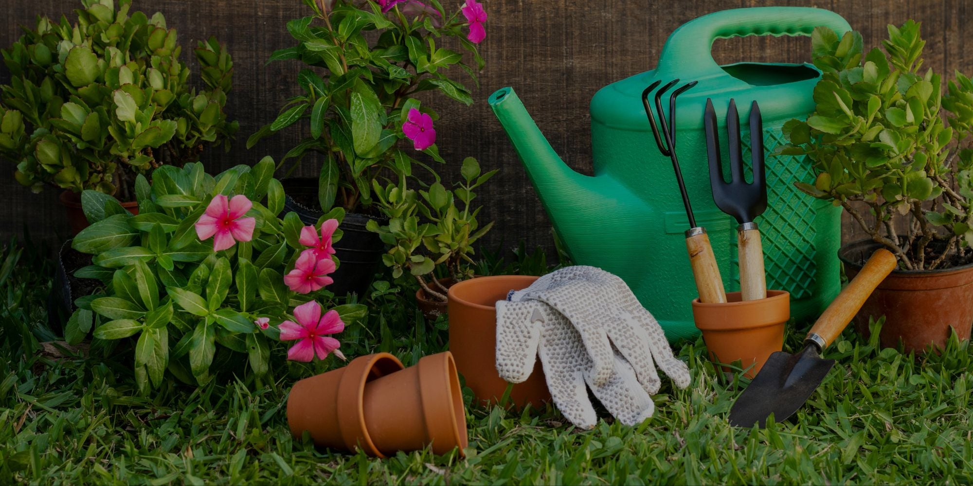 Gardening tools and plants on grass with a watering can and gloves.