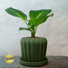 Lunar Bloom Plant Pot