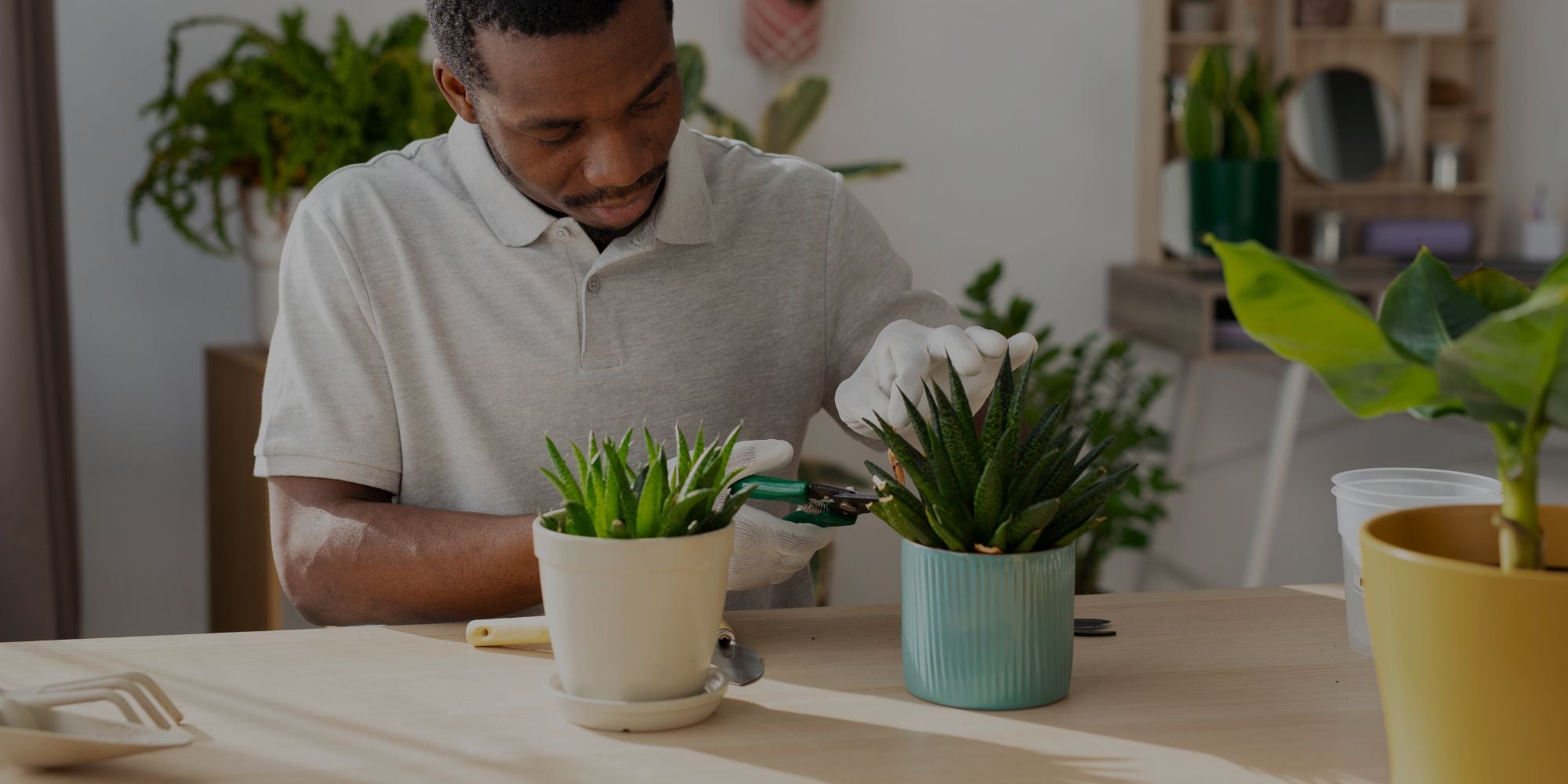 Man arranging potted plants on a table in a home setting