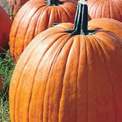 PUMPKIN Seeds, Connecticut Field
