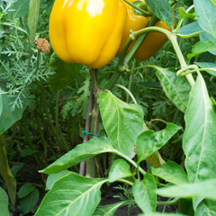Bell Pepper Seeds