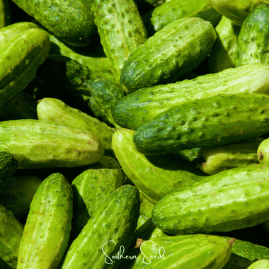 National Pickling Cucumber – 30 Seeds