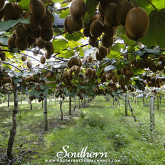 Kiwi Fruit – 100 Seeds