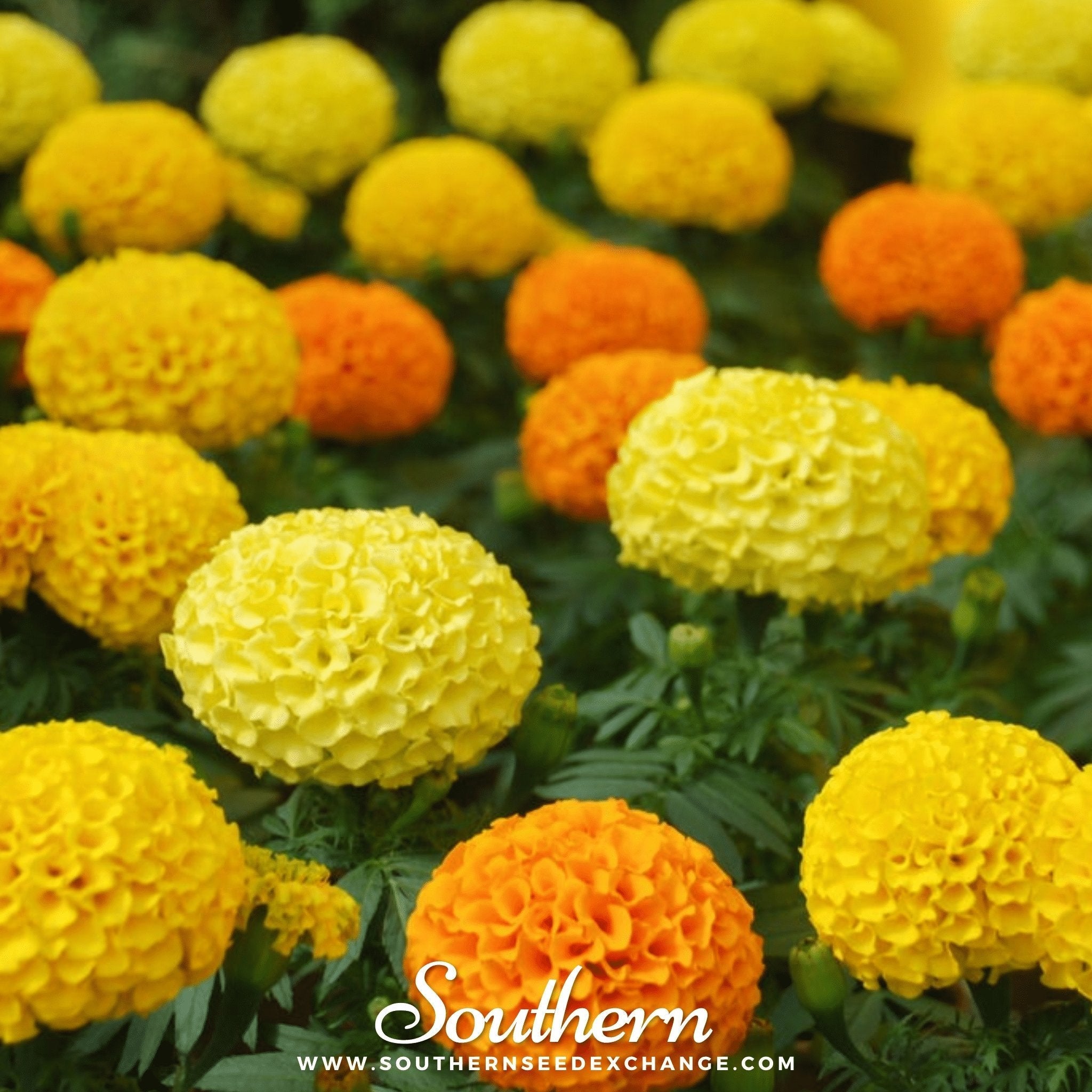 Petite French Marigold (French) – 100 Seeds