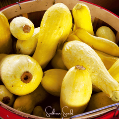 Early Prolific Straightneck Squash – 25 Seeds