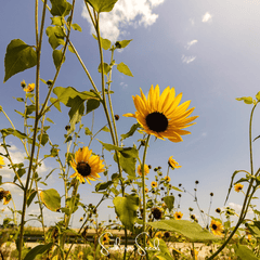Wild Annual Sunflower – 50 Seeds